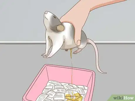 Image titled Potty Train Pet Rats Step 5