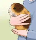 Convince Your Parents to Buy You a Guinea Pig