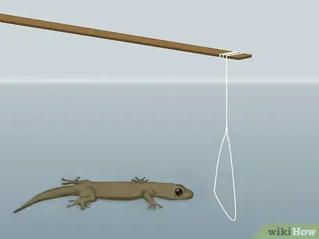 Image titled Catch a Lizard Without Using a Trap Step 6