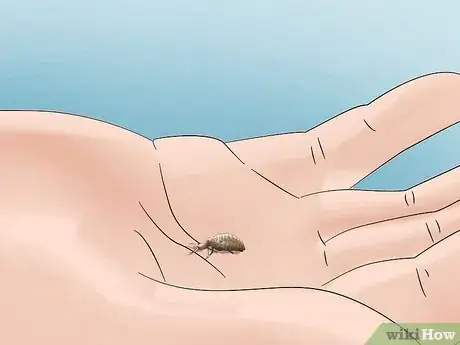 Image titled Find and Care For an Antlion Step 9