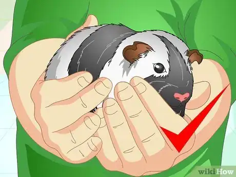 Image titled Clean a Guinea Pig Cage Step 1