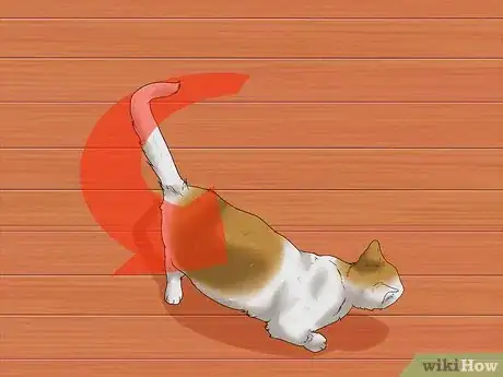 Image titled Identify if Your Cat Has Had a Stroke Step 4
