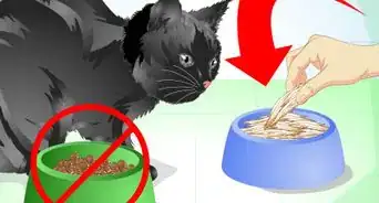 Get Rid of Bad Cat Breath