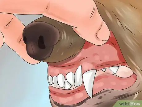 Image titled Recognize Poisoning in Dogs Step 1