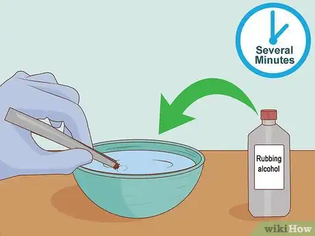 Image titled Get Rid of Ticks in Your Hair Step 12