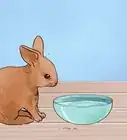 Feed Baby Rabbits
