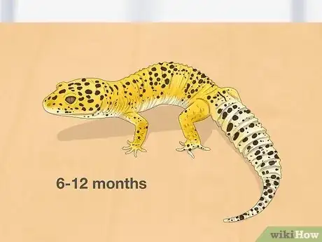 Image titled Sex Leopard Geckos Step 1