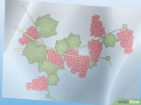 Image titled Propagate a Grapevine from Store Bought Grapes Step 1