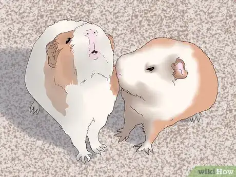 Image titled Make Sure Your Guinea Pig Is Happy Step 12
