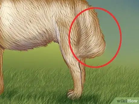 Image titled Identify a Maremma Sheepdog Step 4