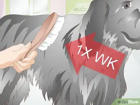 Image titled Brush Your Dog Step 2