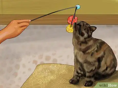 Image titled Assess a Cat's Personality Step 11