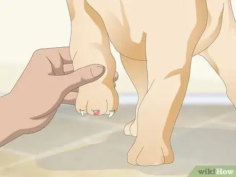 Image titled Stop a Quick from Bleeding Step 11