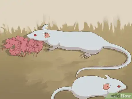 Image titled Breed Mice Step 13