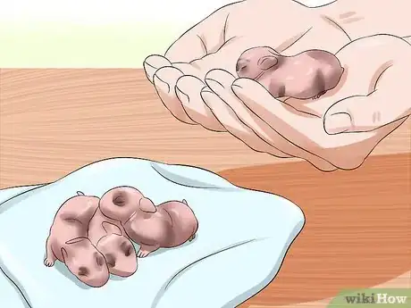 Image titled Prepare for Baby Bunnies Step 9