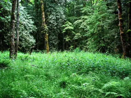 Image titled Forest_of_nettles