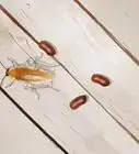 Identify a Cockroach