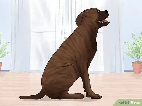 Image titled Identify a Mastiff Step 8