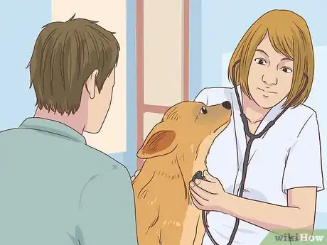Image titled Manage Diabetes in Senior Dogs Step 1
