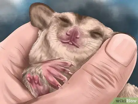 Image titled Pick a Healthy Sugar Glider Step 8