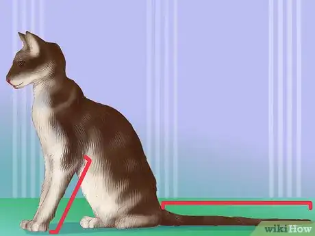 Image titled Identify an Oriental Cat Step 1