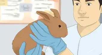 Determine the Sex of a Rabbit