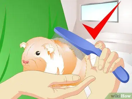 Image titled Take Care of an Overheated Guinea Pig Step 10