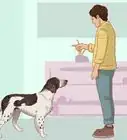 Stop Your Dog from Chewing Things it Shouldn't