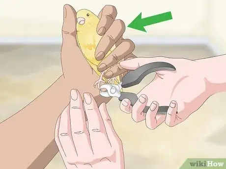 Image titled Keep a Canary Groomed Step 8
