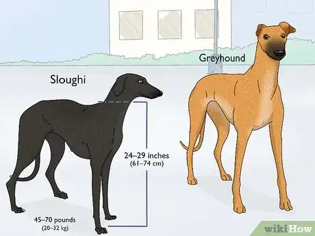 Image titled Identify a Greyhound Step 17