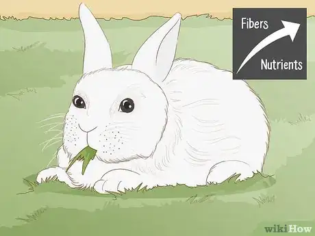 Image titled Care for a New Pet Rabbit Step 11