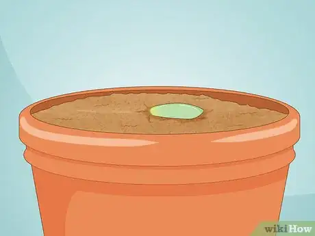 Image titled Propagate Succulent Plant Cuttings Step 11