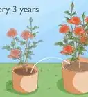 Grow Roses in Containers