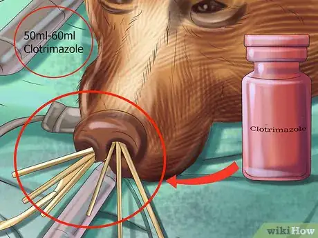 Image titled Treat Aspergillosis in Dogs Step 8