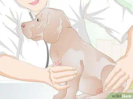 Image titled Get Rid of a Rash on a Dog Step 5