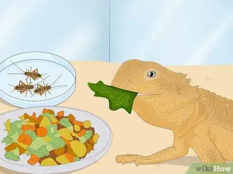 Image titled How Many Crickets to Feed a Baby Bearded Dragon Step 9