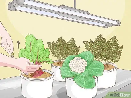 Image titled Grow Vegetables With Grow Lights Step 9