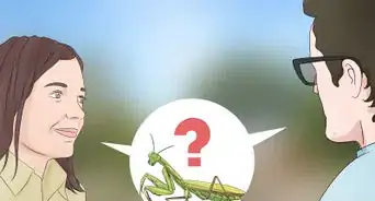 Keep a Praying Mantis As a Pet