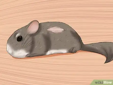 Image titled Tame Your Chinchilla Step 11