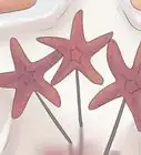 Preserve a Starfish for a Decoration