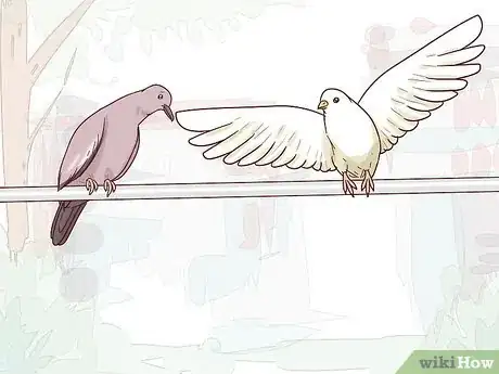 Image titled Choose Pet Doves Step 14