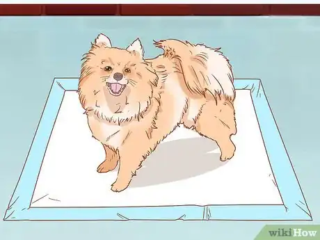 Image titled Take Care of a Pomeranian Step 3