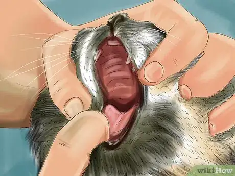 Image titled Stop Your Cat from Drooling Step 5