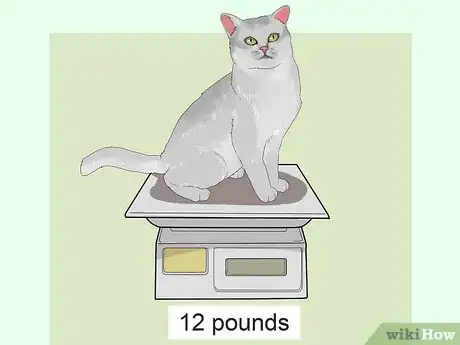 Image titled Identify a Burmilla Cat Step 8