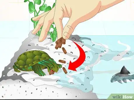 Image titled Put a Sucker Fish in a Tank With a Turtle Step 11