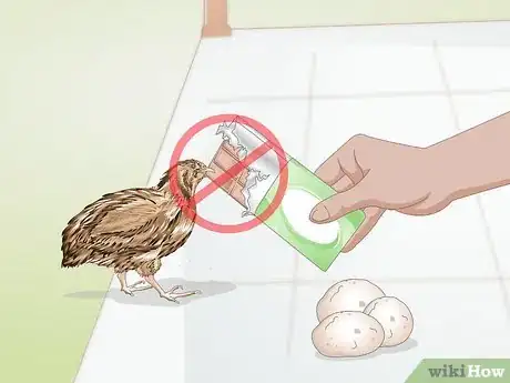 Image titled Care for Quail Step 18