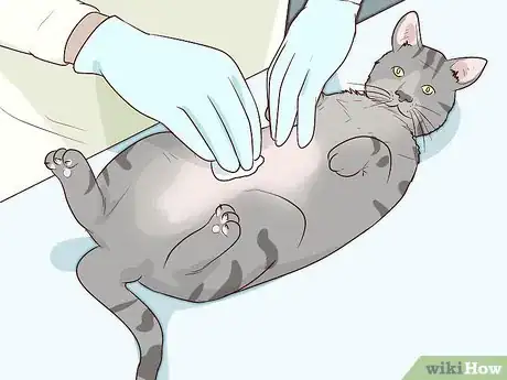 Image titled Diagnose and Treat Pyometra in Cats Step 10