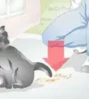 Take Care of a Pregnant Cat