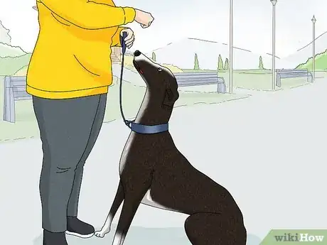 Image titled Identify a Greyhound Step 14