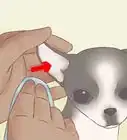 Care for Your Chihuahua Puppy